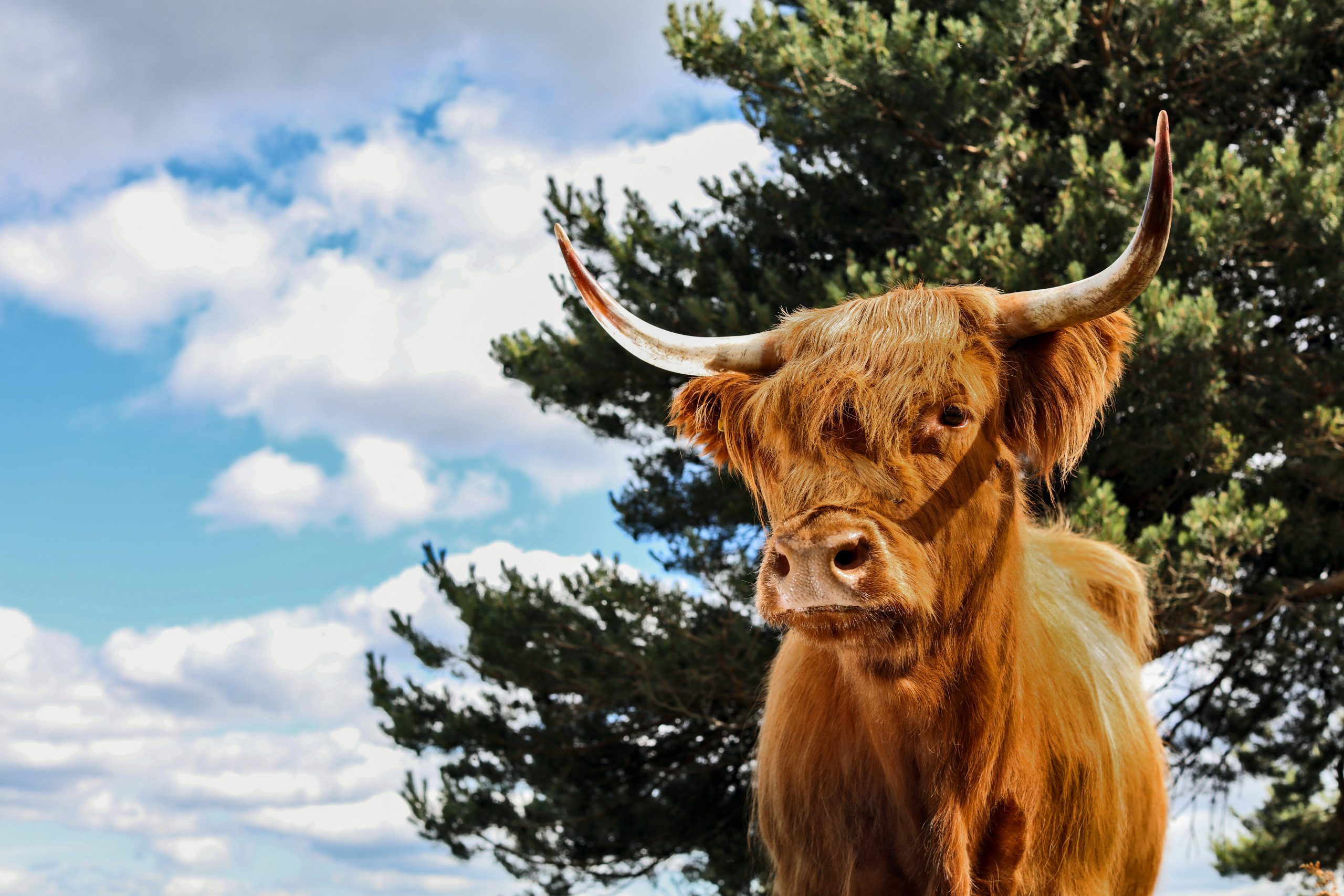 The herd grazing in Royal Deeside