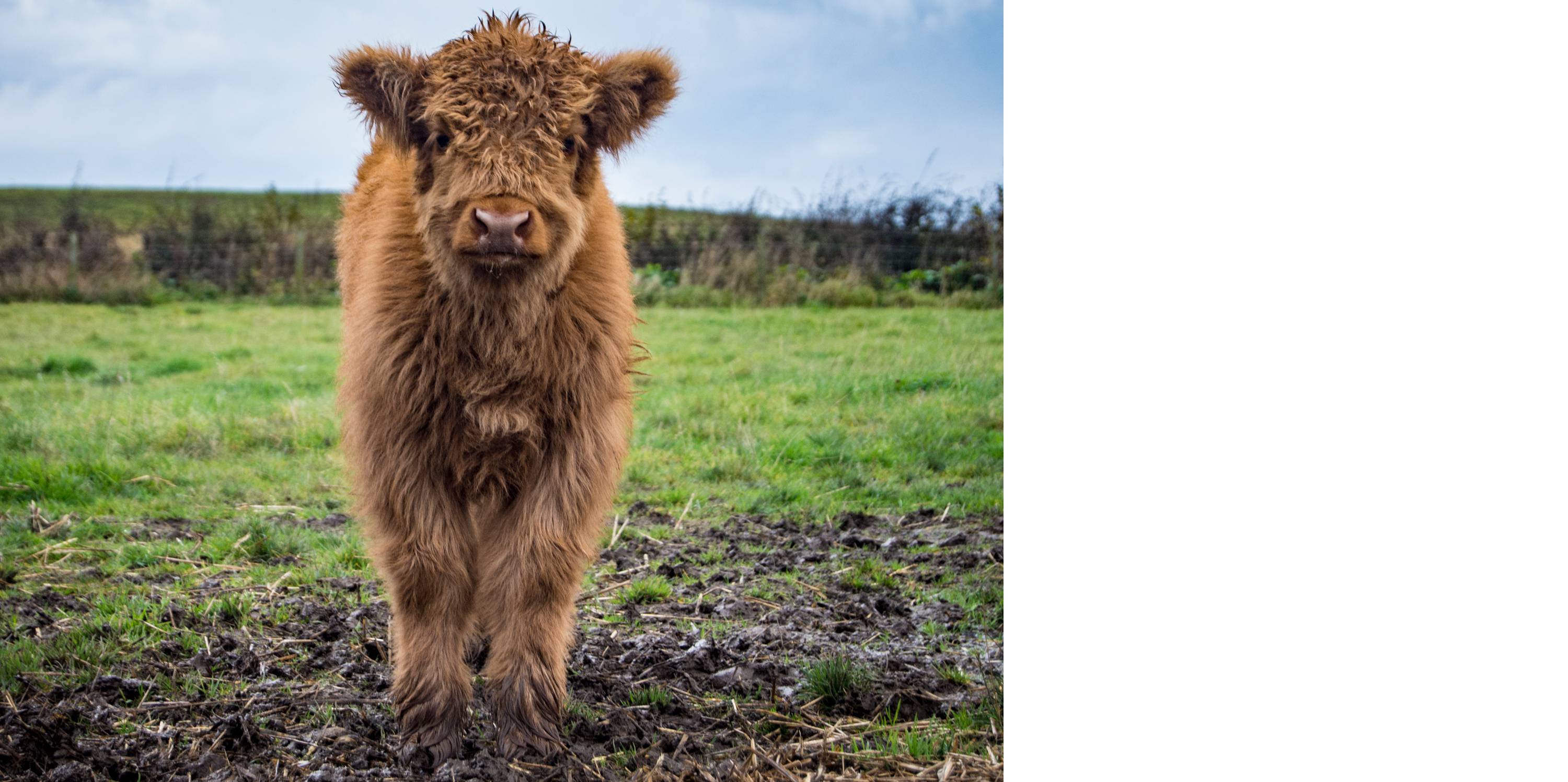 Interacting with Highland cattle at Aikenshill House — the experience includes grooming, feeding and close-contact time with the herd
