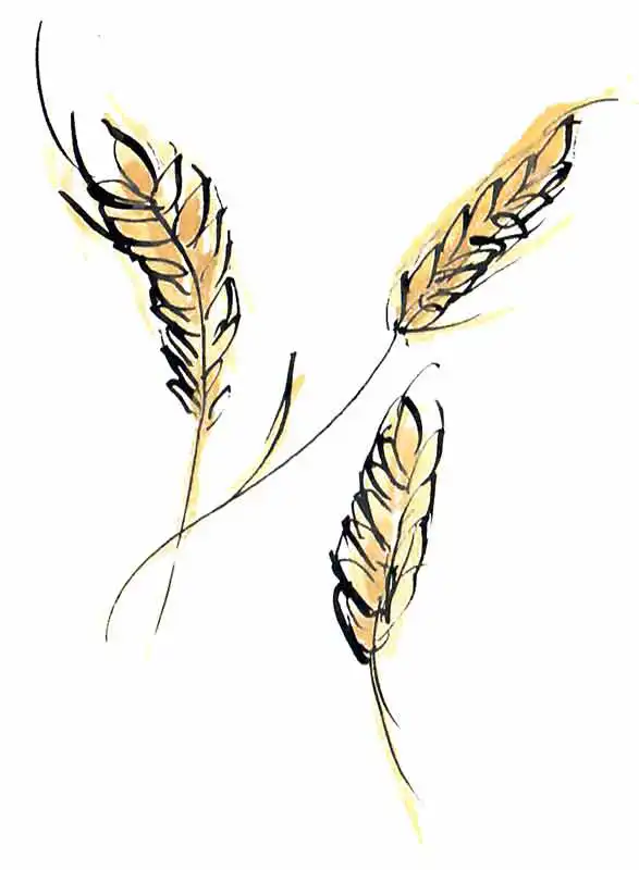 The barley fields at Boutique Farm Bothies — the grain destined for Glenlivet malt whisky