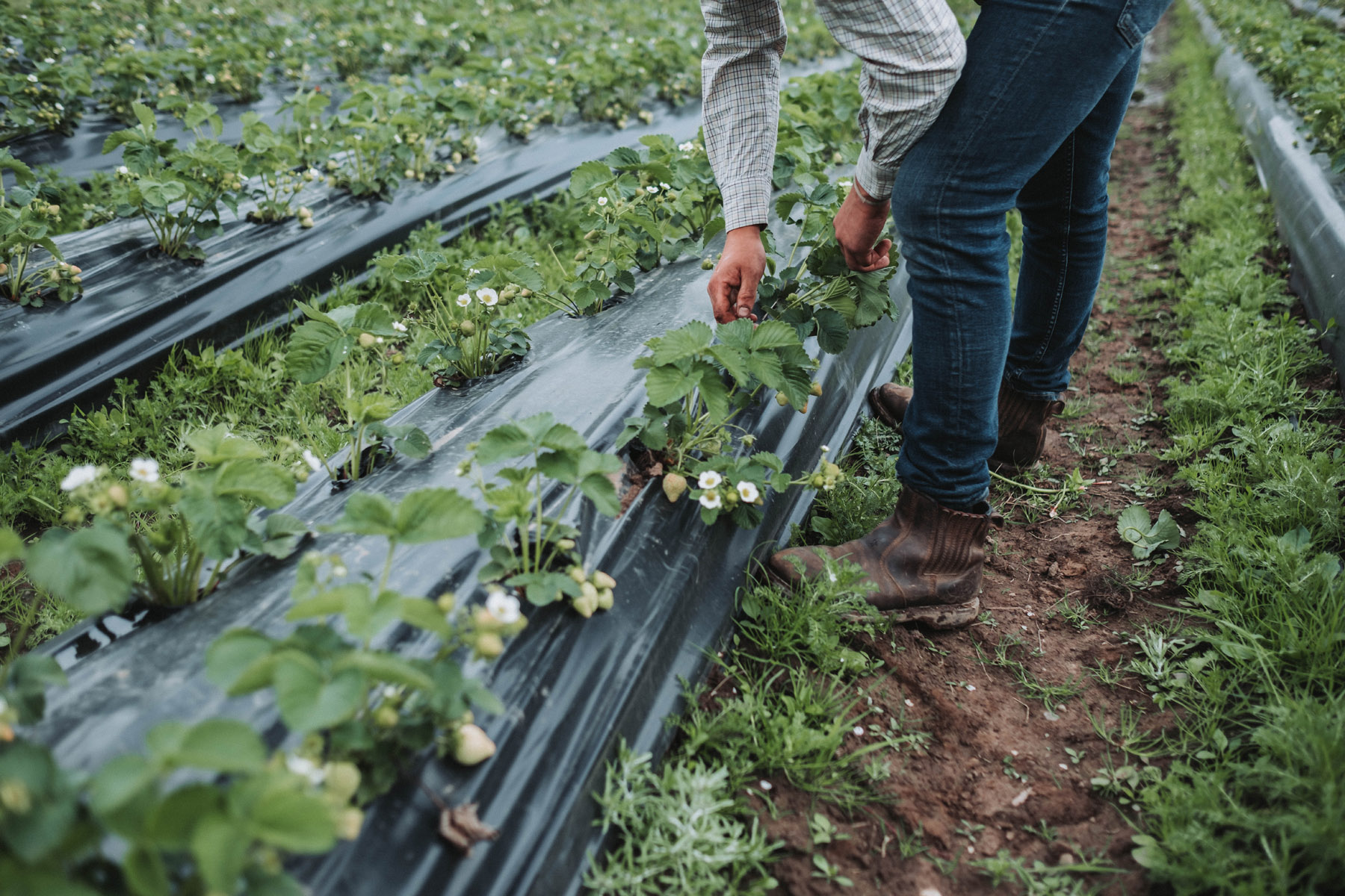 Pick-your-own in season