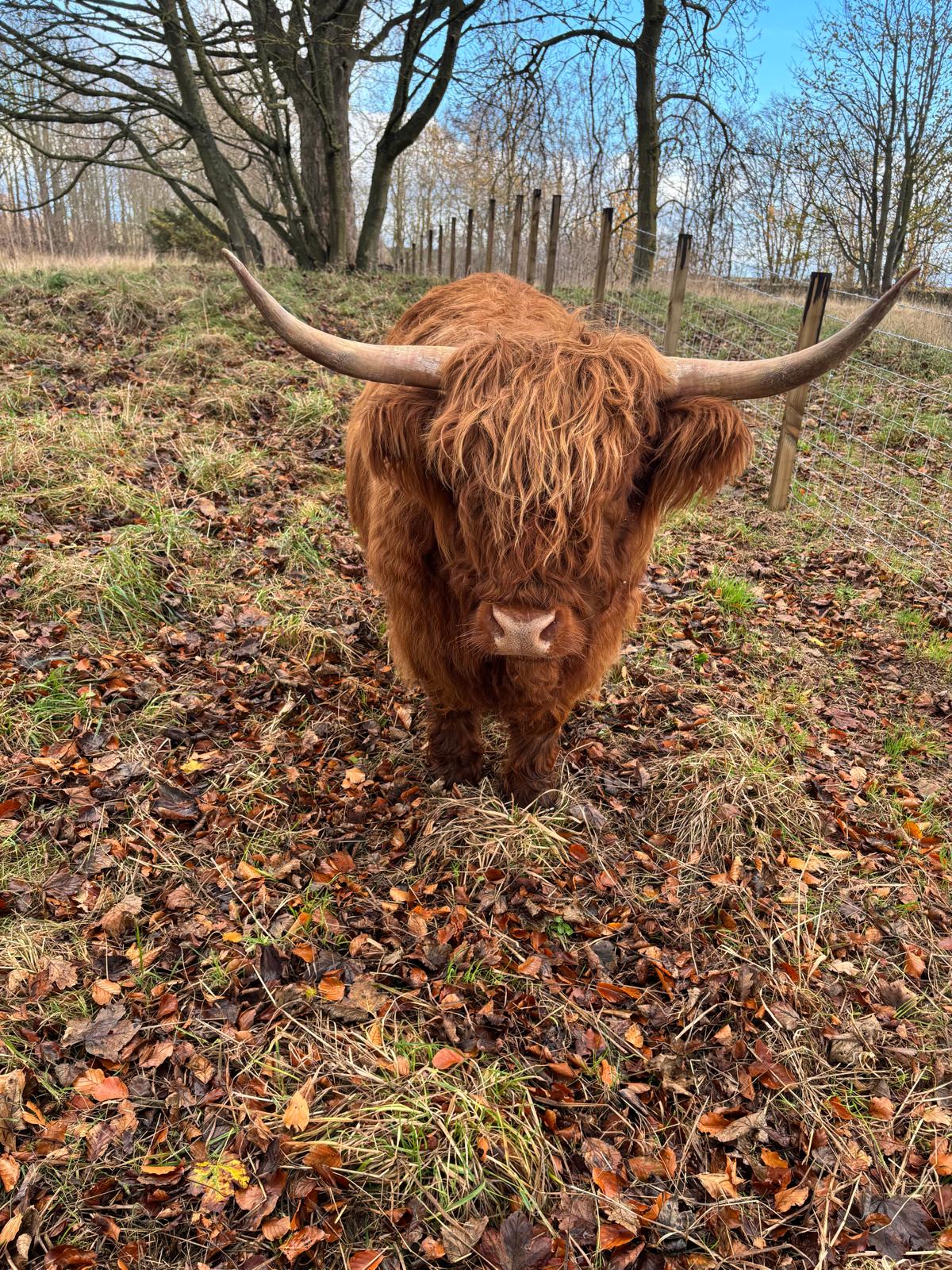 Farm animals at Charleton