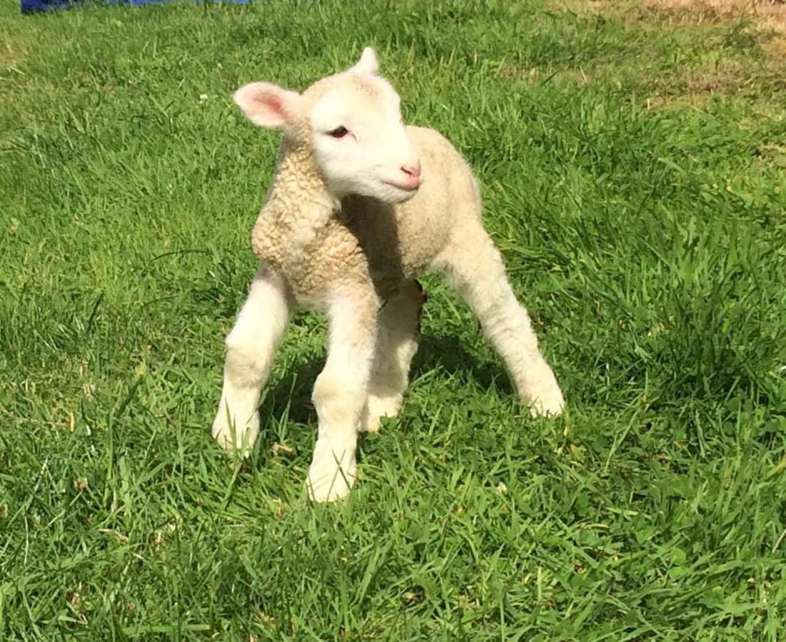 Lambing tour at Down on the Farm, Rosehearty — visitors inside the working lambing shed on the north Aberdeenshire coast