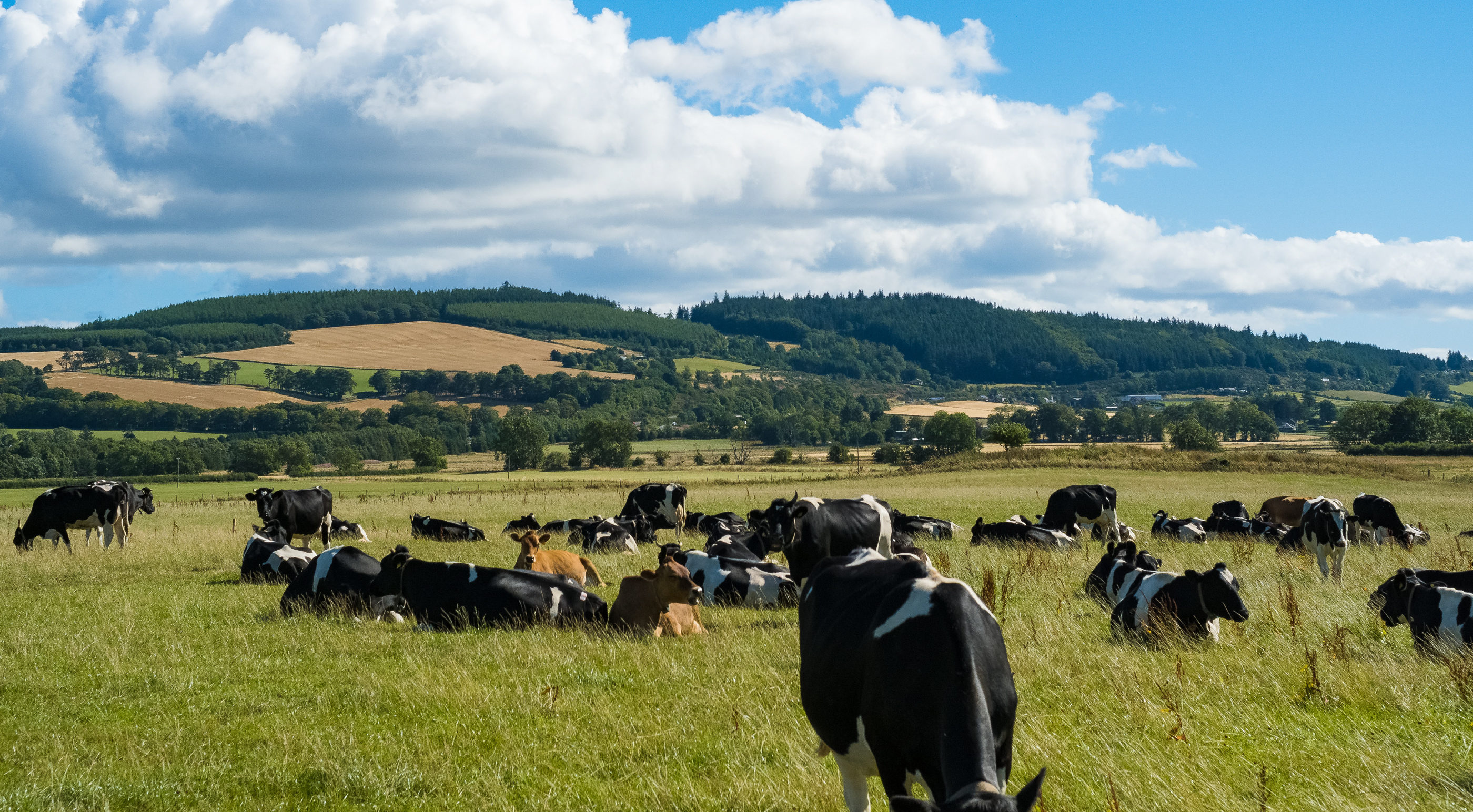 The organic herd at Forest Farm