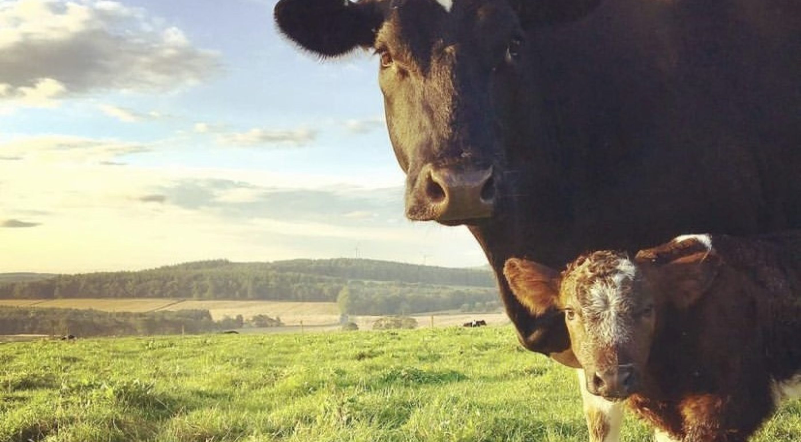 Cow and calf