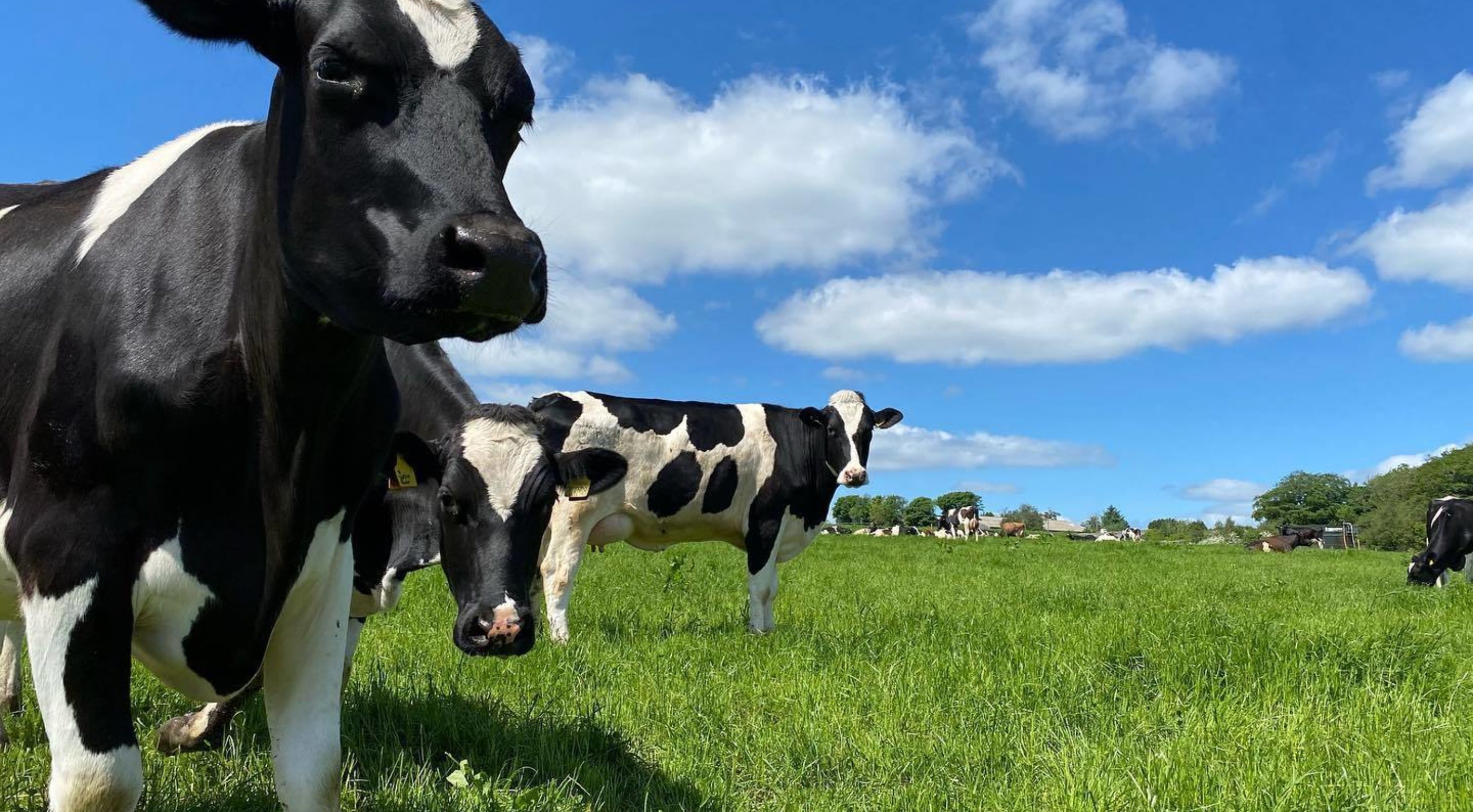 The dairy herd in the field
