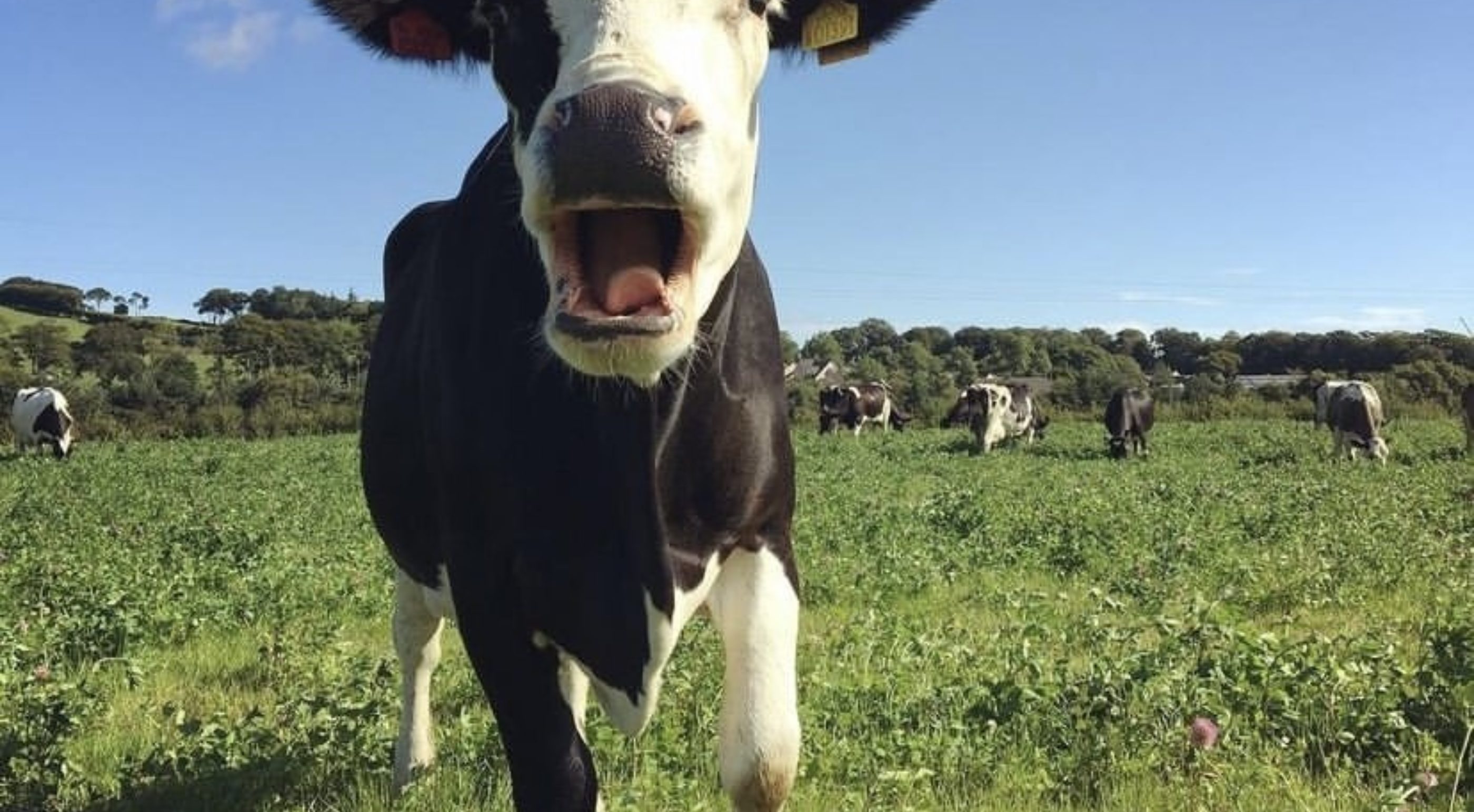 A friendly face