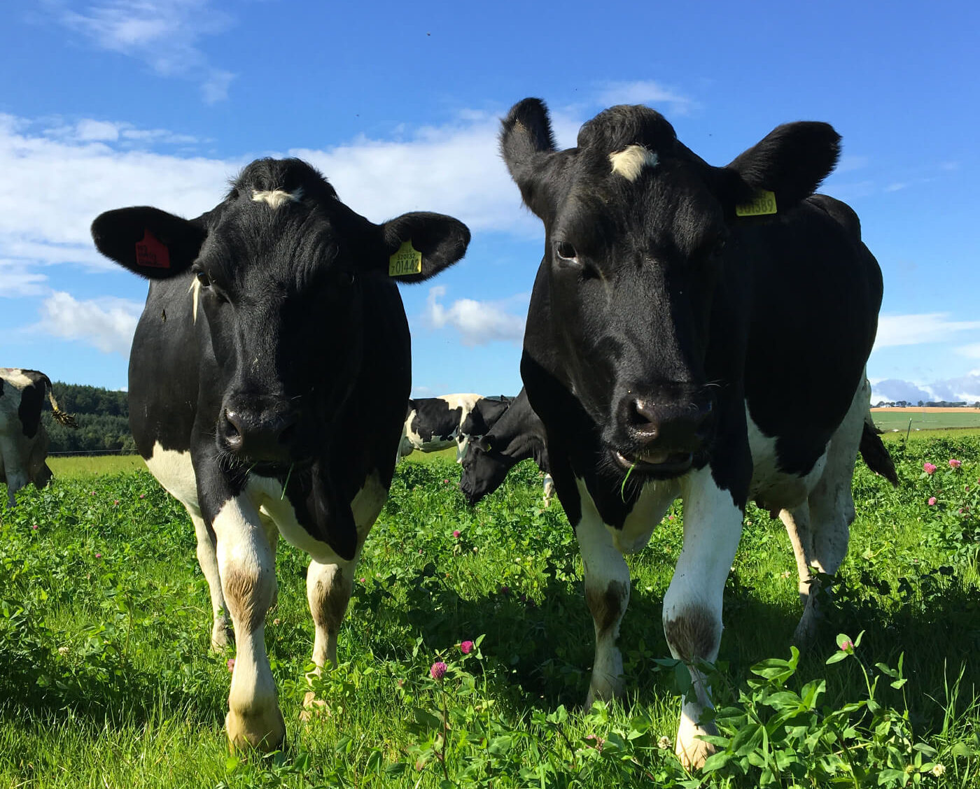 The cows come home