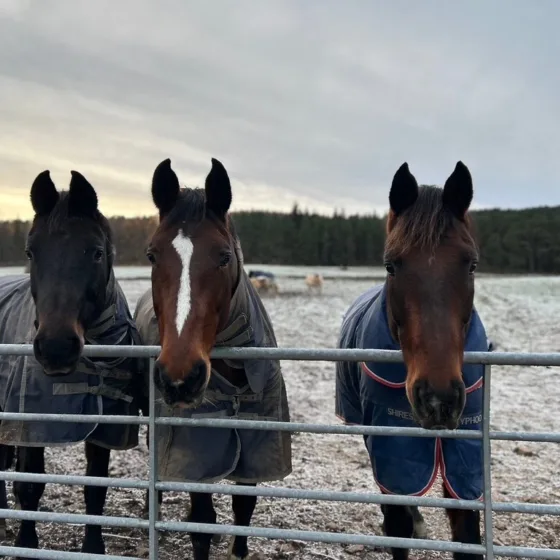 Horse riding through the ancient Caledonian pinewoods at Glen Tanar Estate near Aboyne