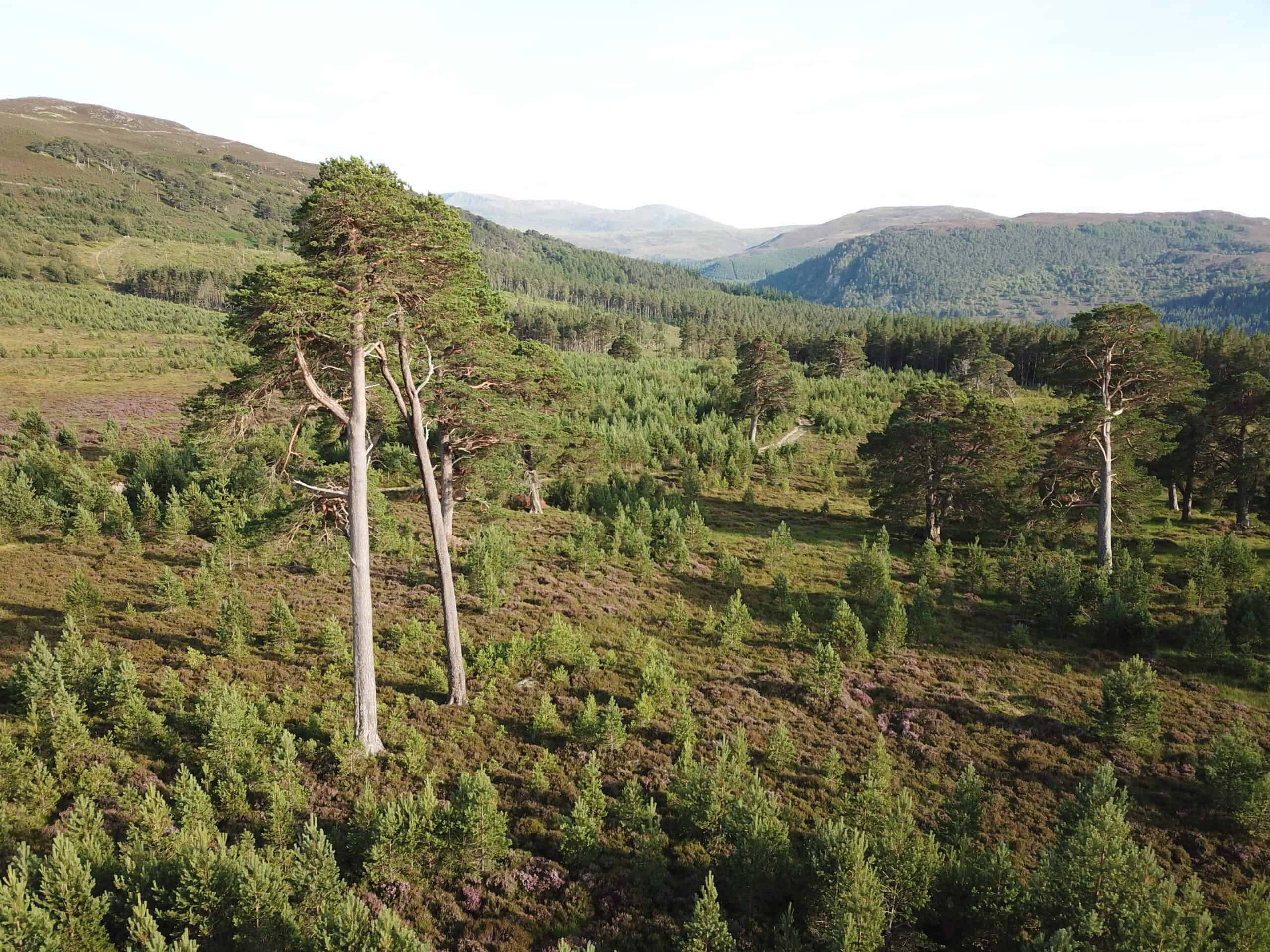 Aerial view of the Cairngorms estate