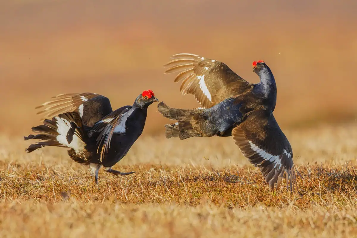 Black grouse on the estate