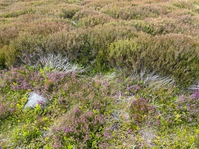 Heather moorland in bloom