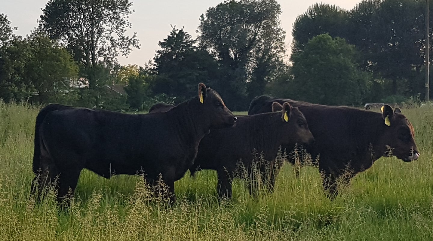 Award-winning Perkhill Aberdeen Angus pedigree herd — calves born on the farm