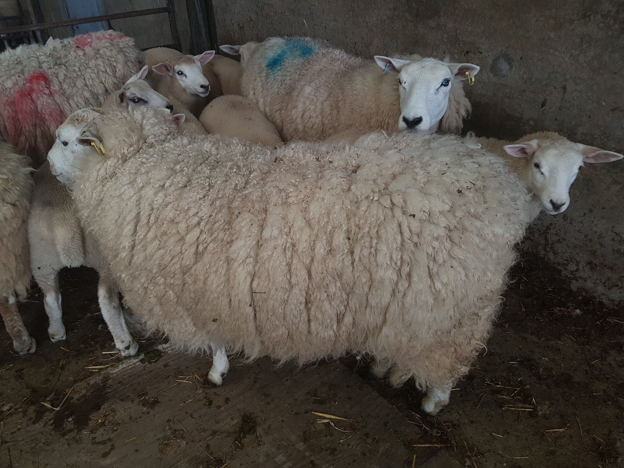 Sheep shearing season at Perkhill — the farm working around you