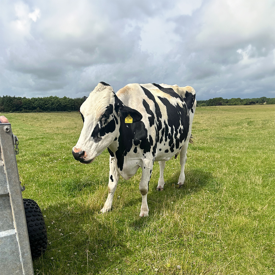 Meet the cows at Tamala Farm near Aberdeen