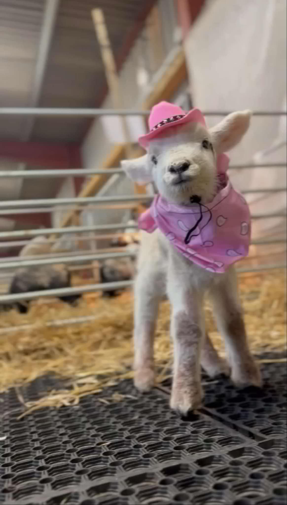 A hands-on farm experience for families