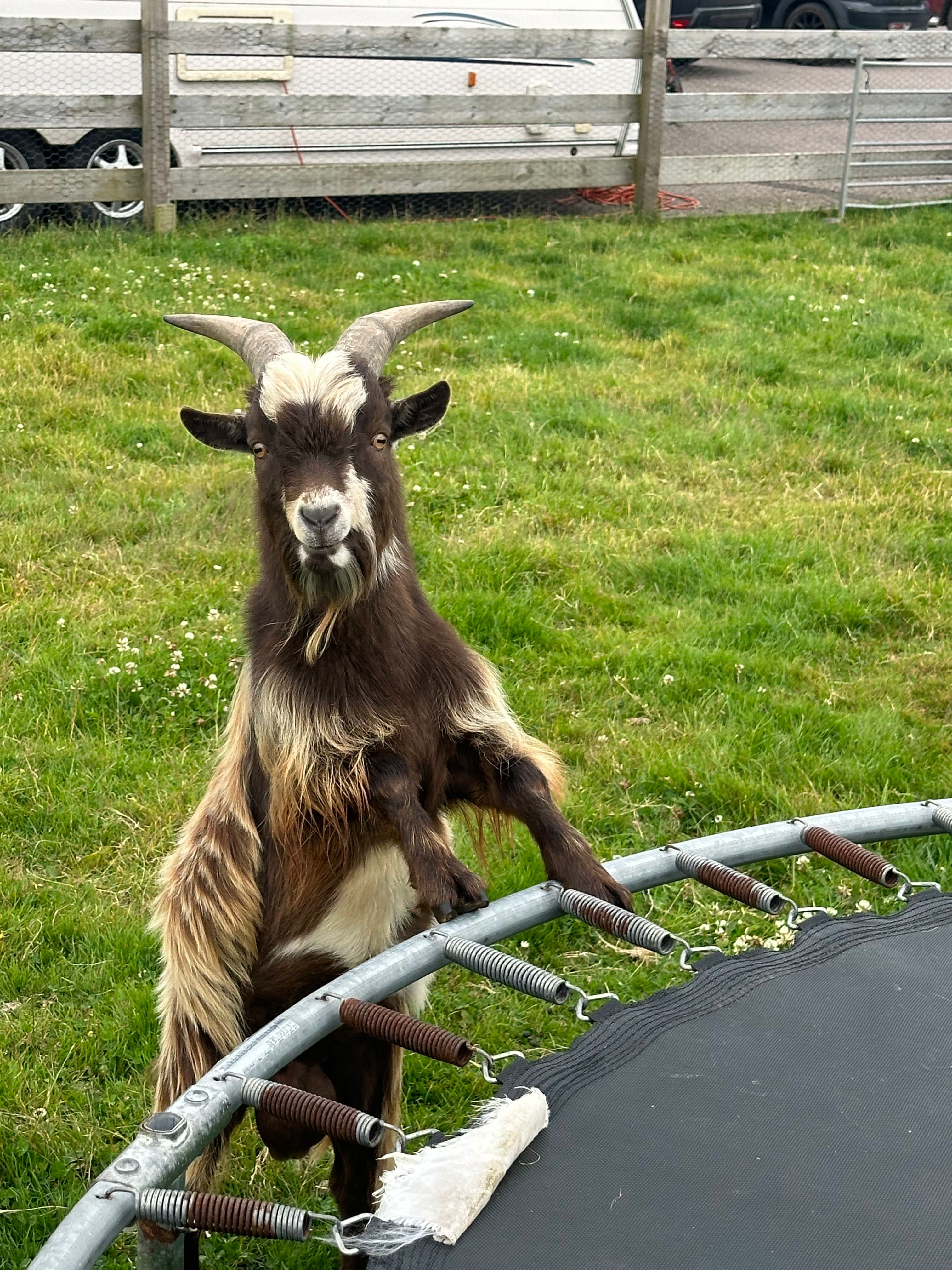 Goat picnic — lunch surrounded by friendly goats