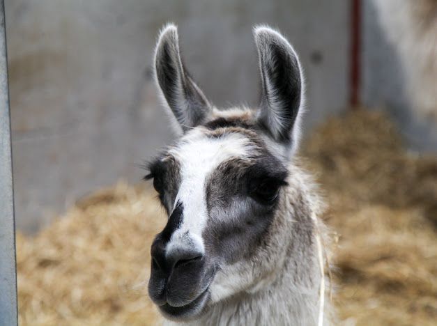 Llamas at Tamala Farm, just 15 minutes from Aberdeen