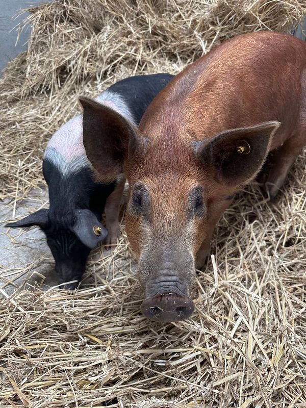 Pig encounters — always a family favourite