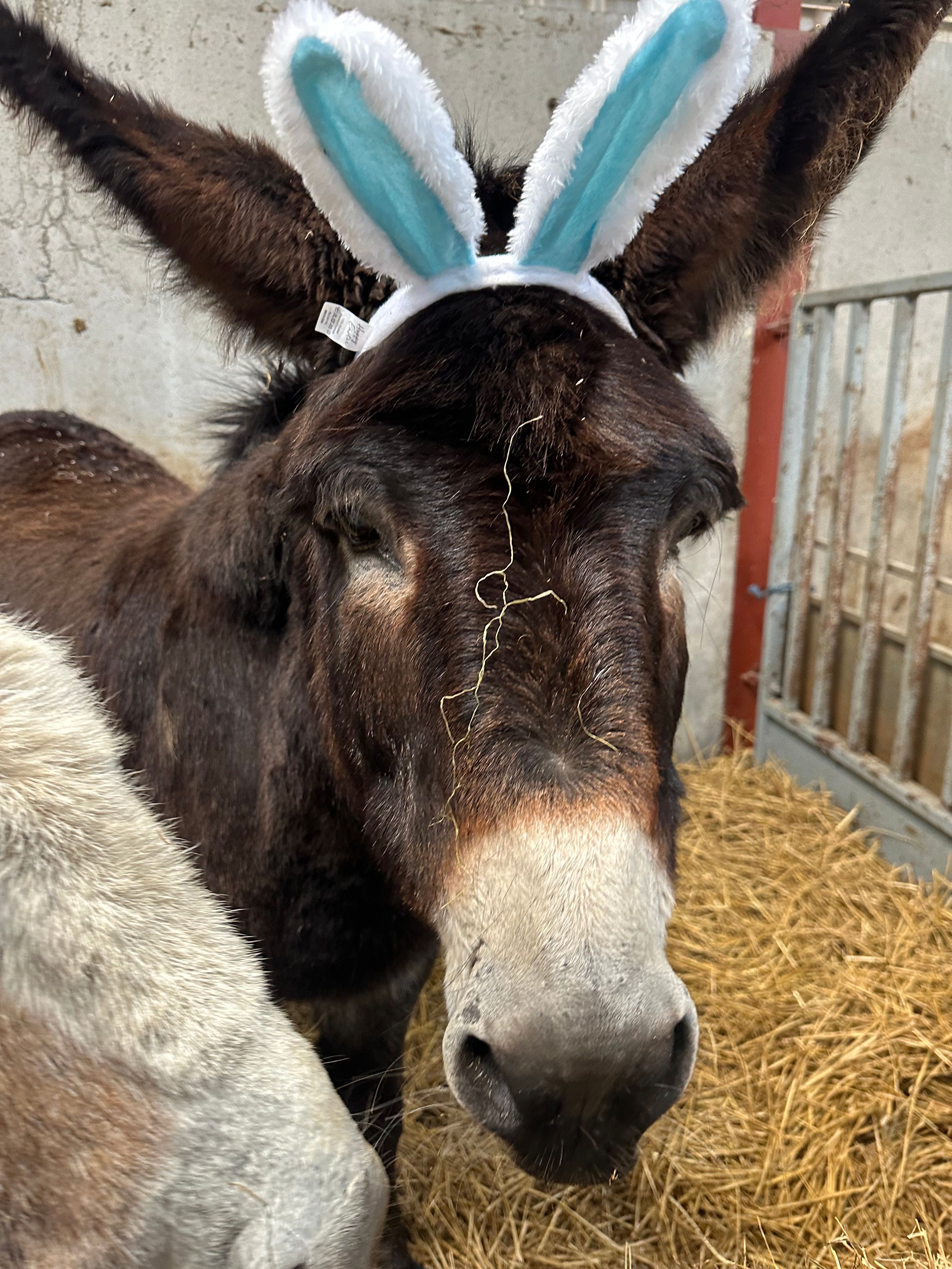Pony time — grooming, feeding, and bonding for all ages