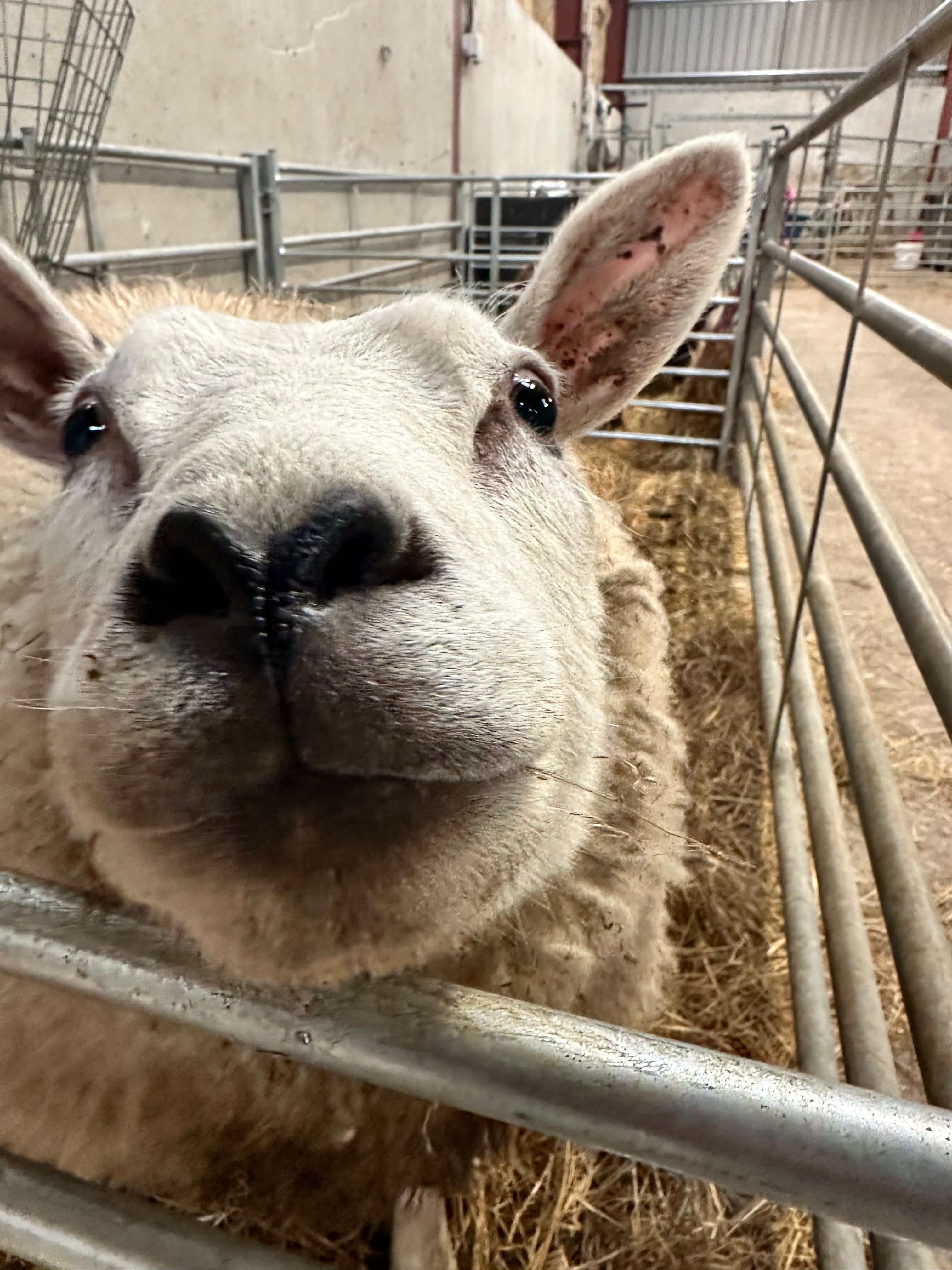 Lamb feeding sessions — a highlight for young visitors