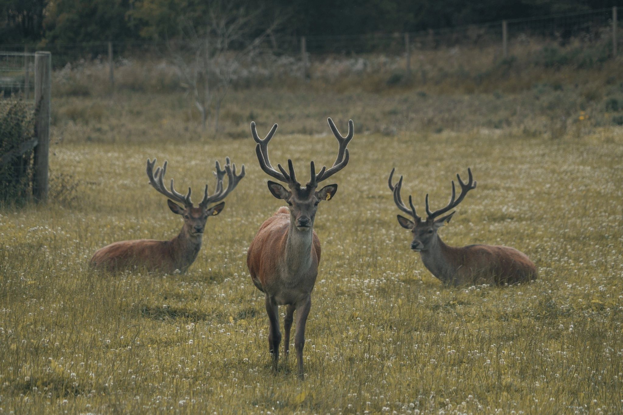 The red deer herd at Tullynessle — unique in Aberdeenshire