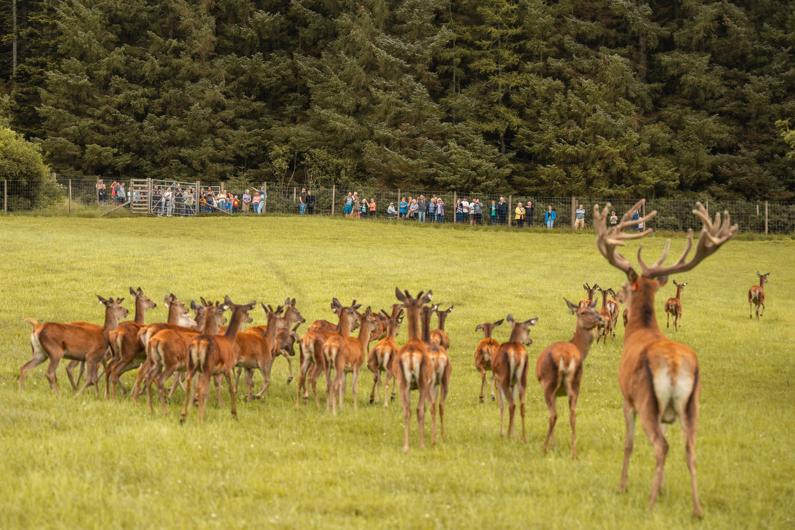 Getting close to the herd on a guided walk